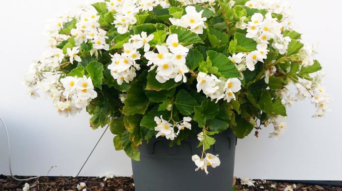 Begonia interspecific x benariensis BIG® White Green Leaf, vu à Brindas (69) par l’équipe du Ratho.